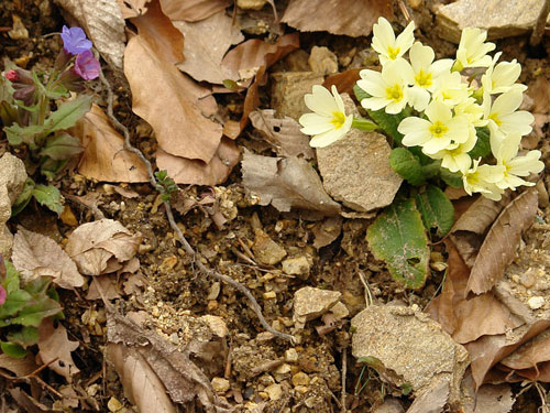 Foto armonii cromatice (c) Petru Goja